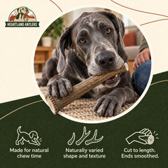 Heartland Antlers chien géant mastiquant pour calmer l’anxiété