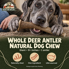 Heartland Antlers gros plan texture pour mastication longue durée