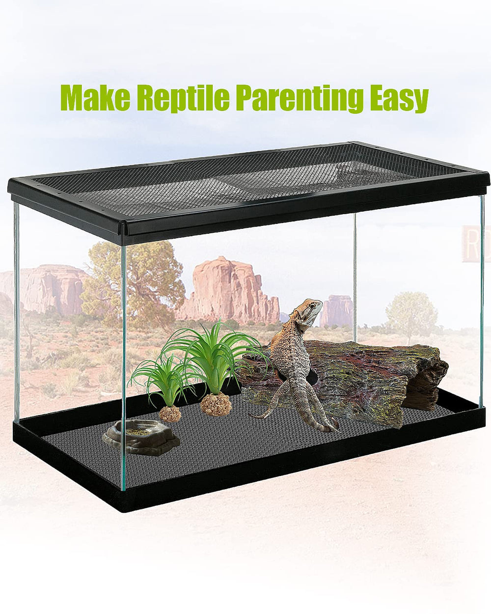 Helidrago tapis dans terrarium aménagé, esthétique et hygiénique