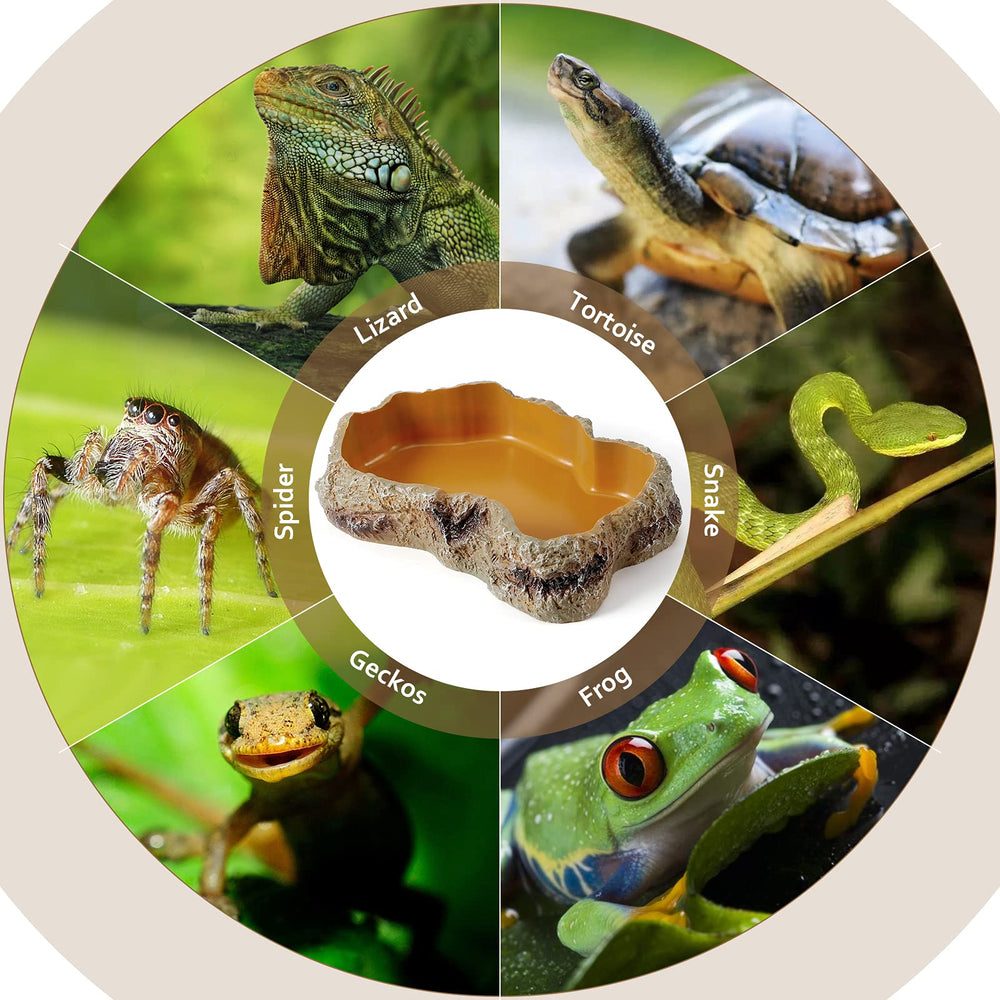HELIME bol intégré parmi plantes créant décor terrarium naturel