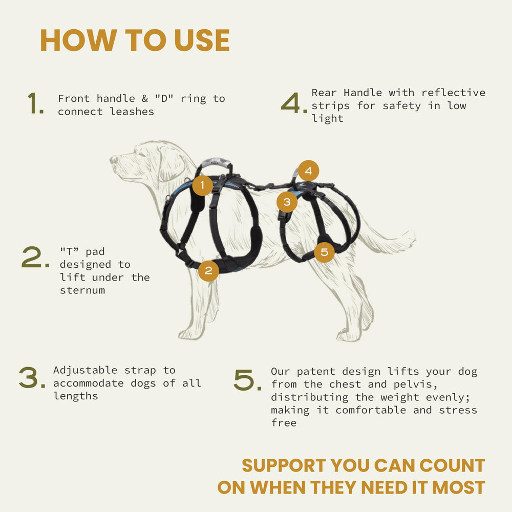 Help 'Em Up harnais en action soutenant le chien lors d'une montée d'escaliers