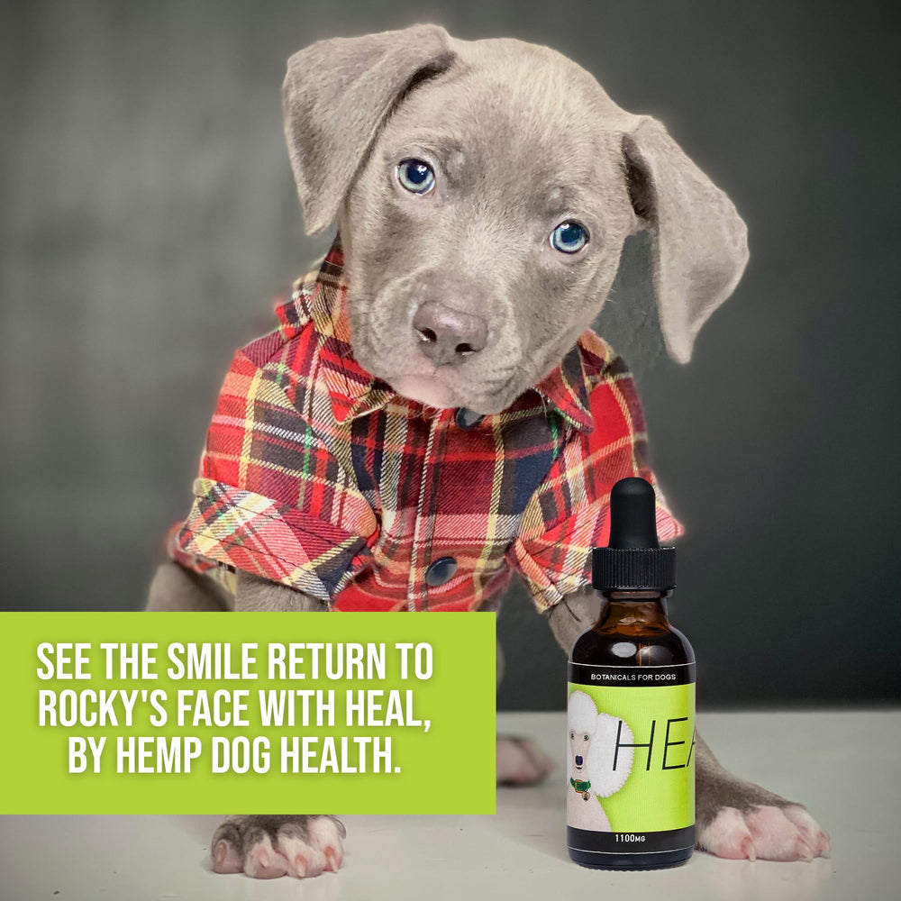 Hemp Dog Health gouttes versées dans bol illustrant prise avec nourriture