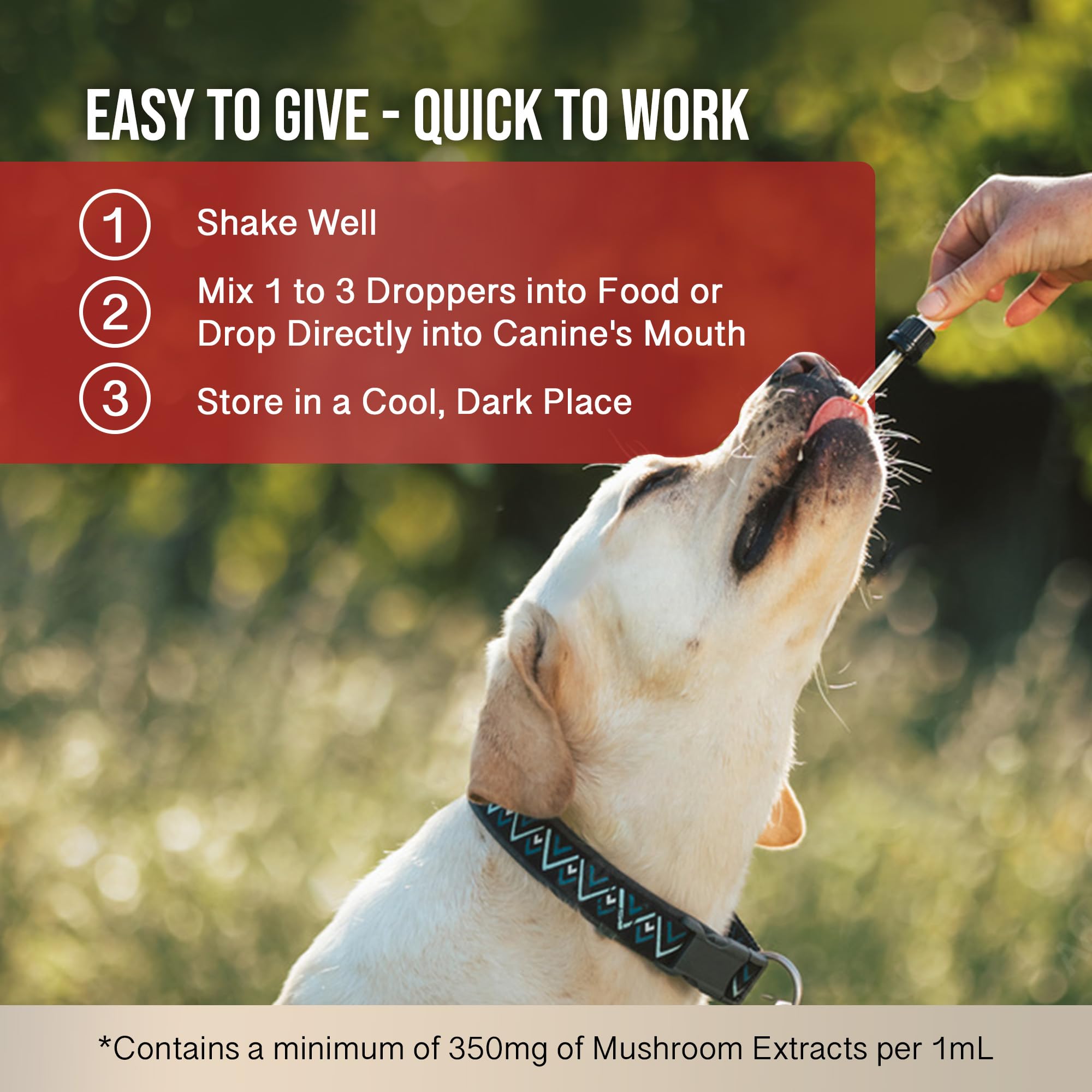 Hemp Dog Health chien acceptant MycoDog Vitality démontrant appétence