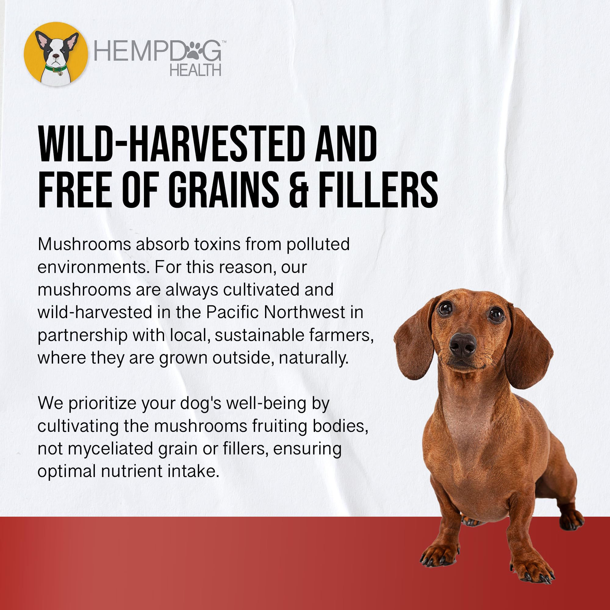 Hemp Dog Health chien en promenade illustrant soutien mobilité et énergie
