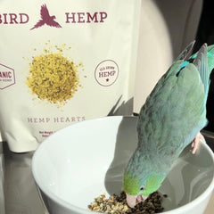 Hemp Well dans une assiette pour oiseaux illustrant l'ajout simple au repas quotidien