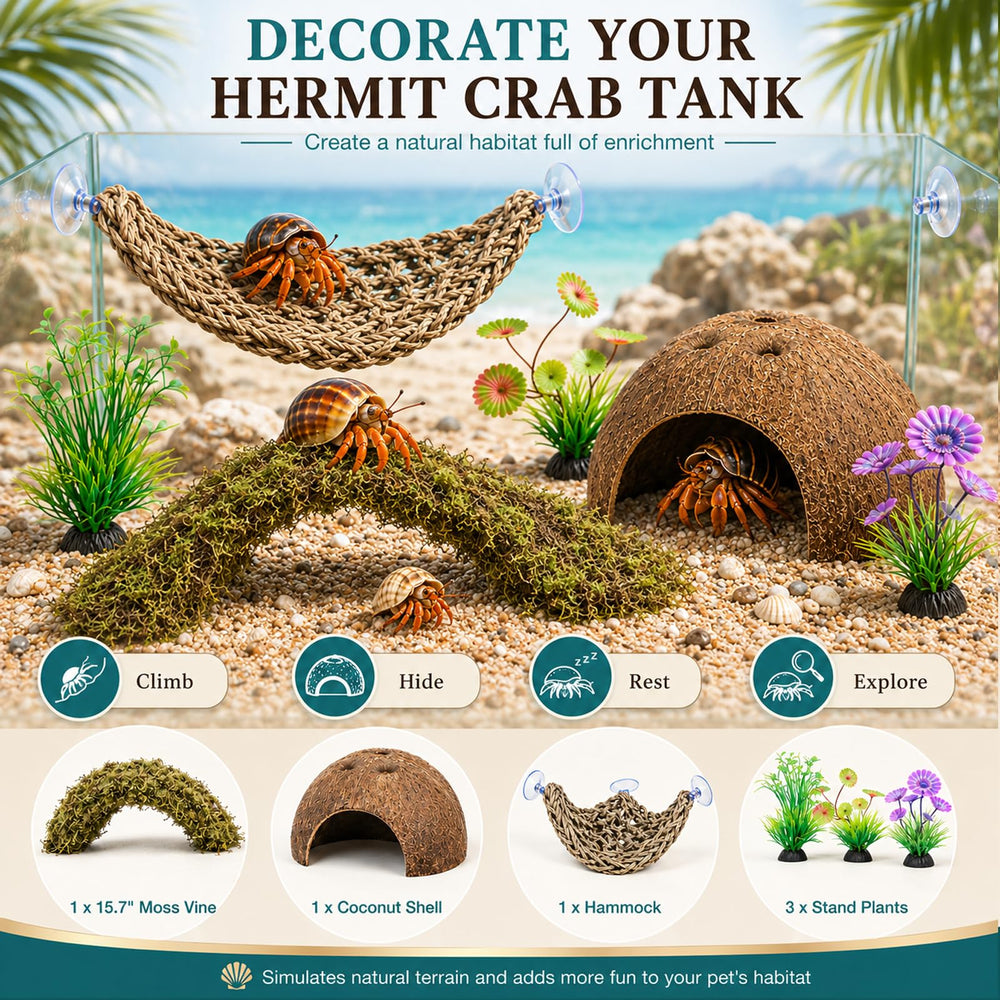 HERCOCCI décor de terrarium en situation créant un habitat naturel attrayant