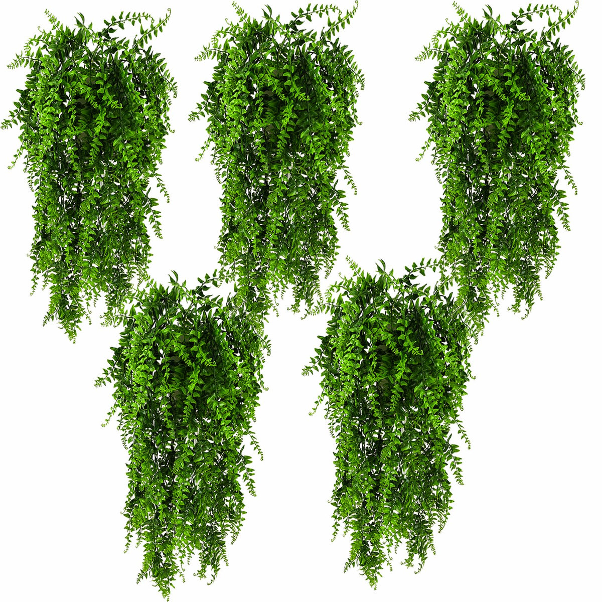 HERCOCCI emballage du lot 5 plantes montrant contenu et longueur utile