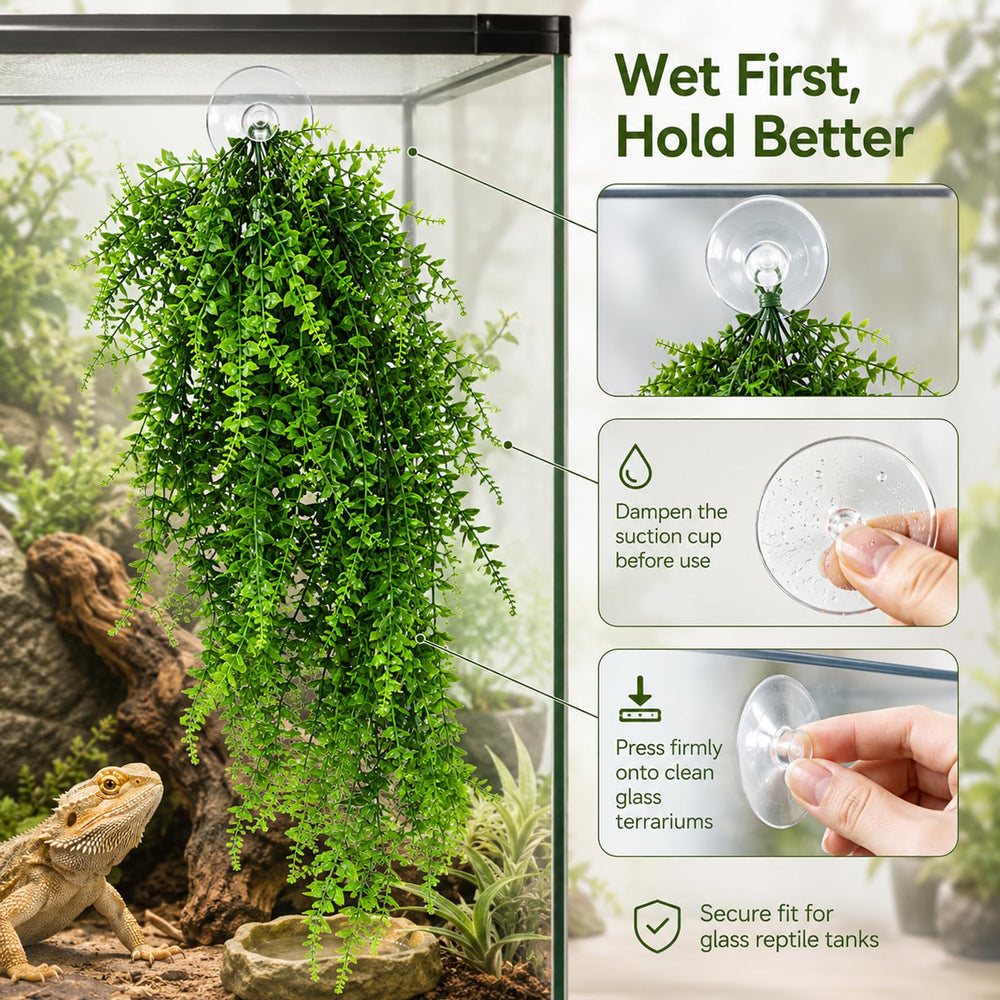 HERCOCCI plante installée dans terrarium, crée cachettes et zones d'escalade