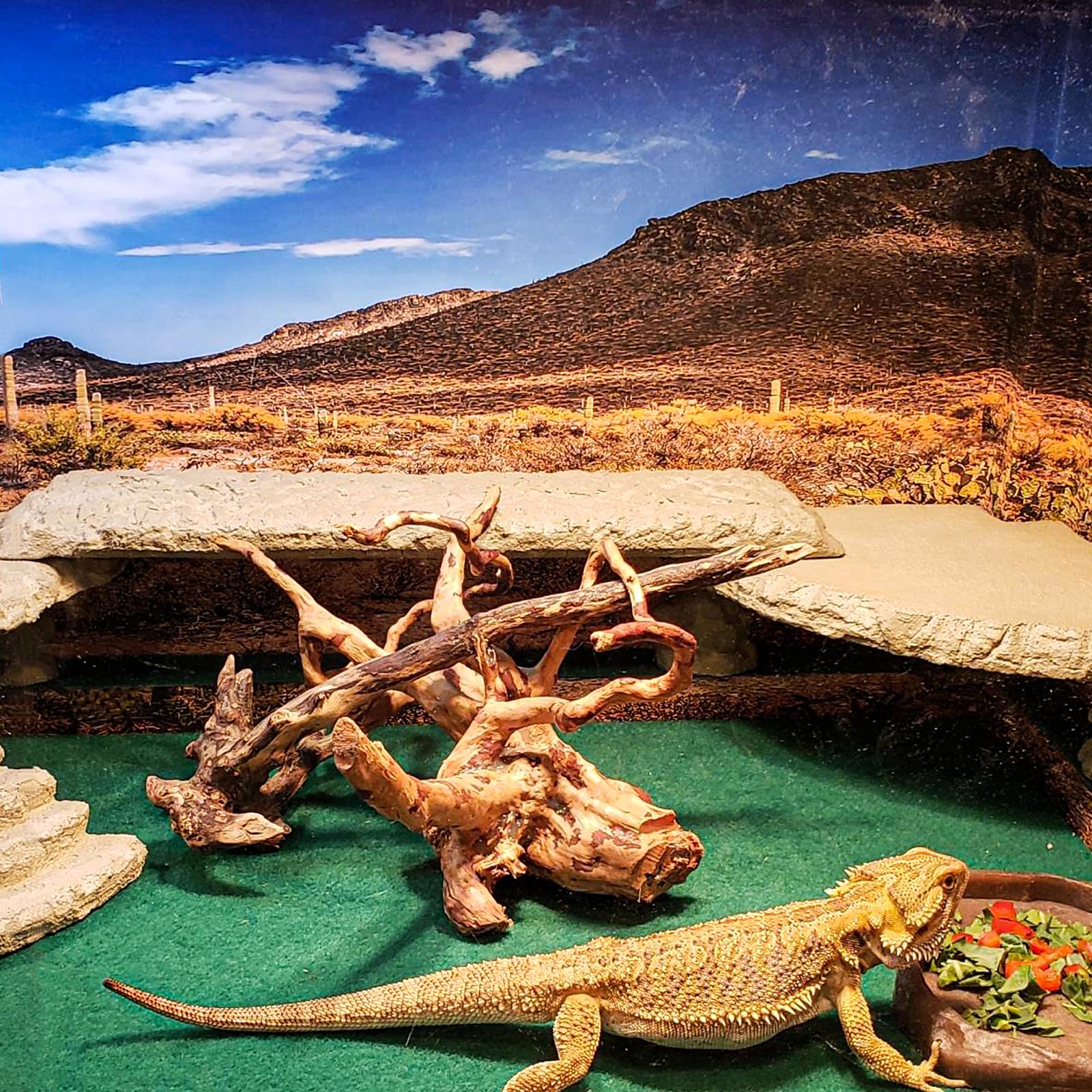 HERCOCCI tapis en situation avec reptile pour confort et propreté