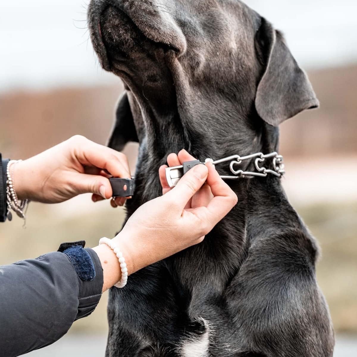 Herm Sprenger boucle utilisée sur chien en promenade, maniabilité améliorée
