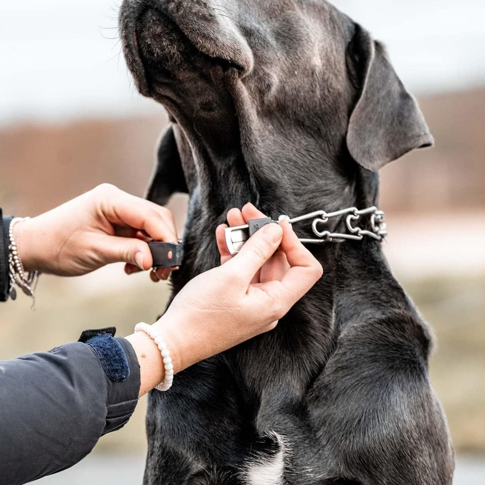 Herm Sprenger boucle utilisée sur chien en promenade, maniabilité améliorée