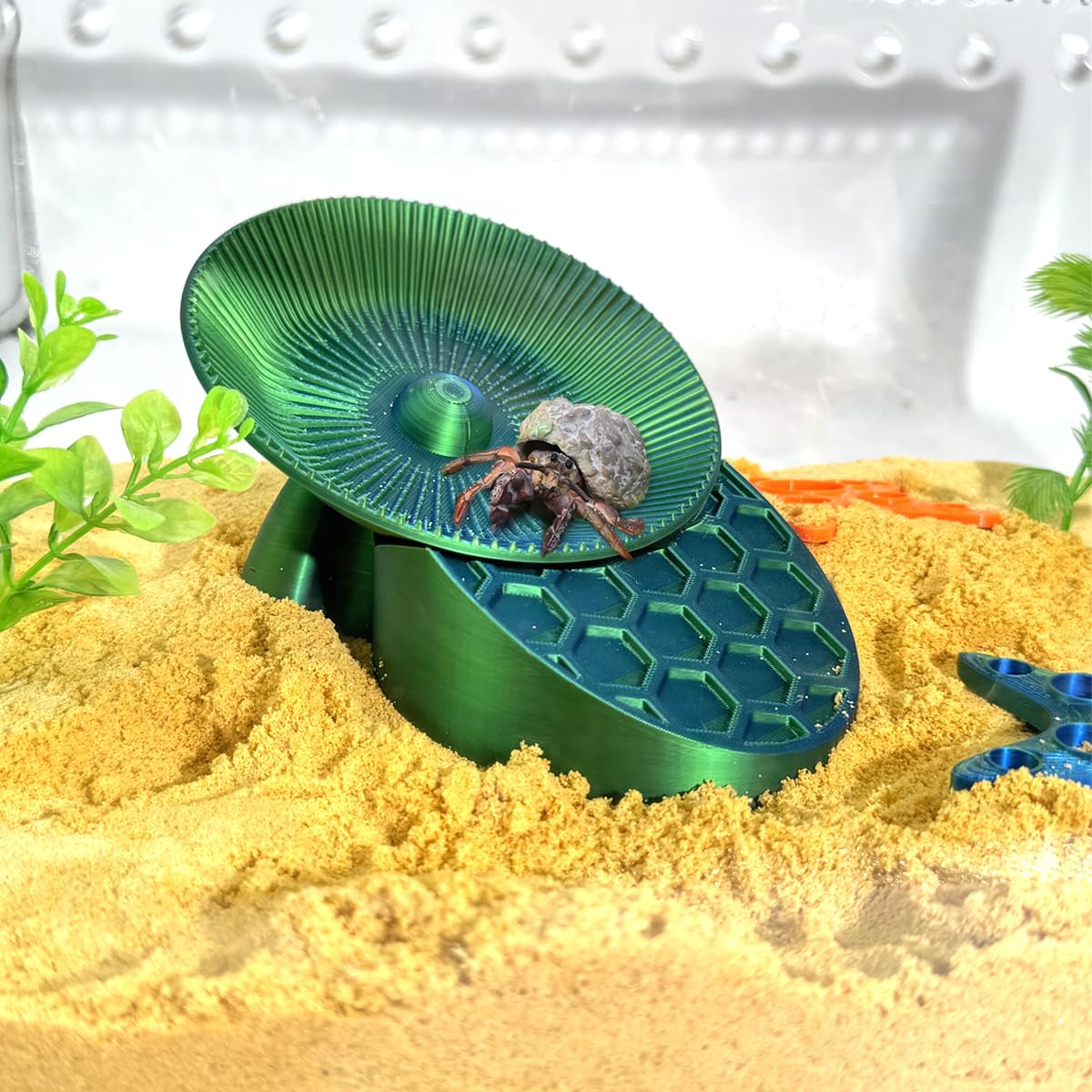 Generic hermit crabs mise en scène terrarium intègre la roue sans encombrer