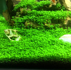 Hewnda installation dans aquarium facilitant plantation stable
