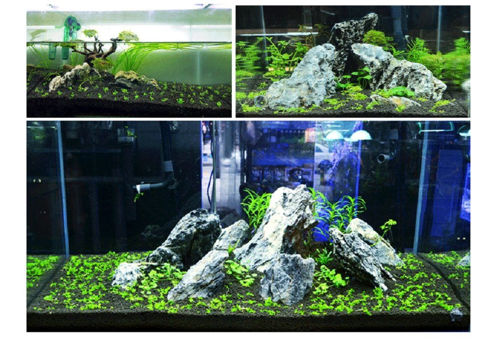 Hewnda mise en situation aquascape valorisant couleurs des plantes