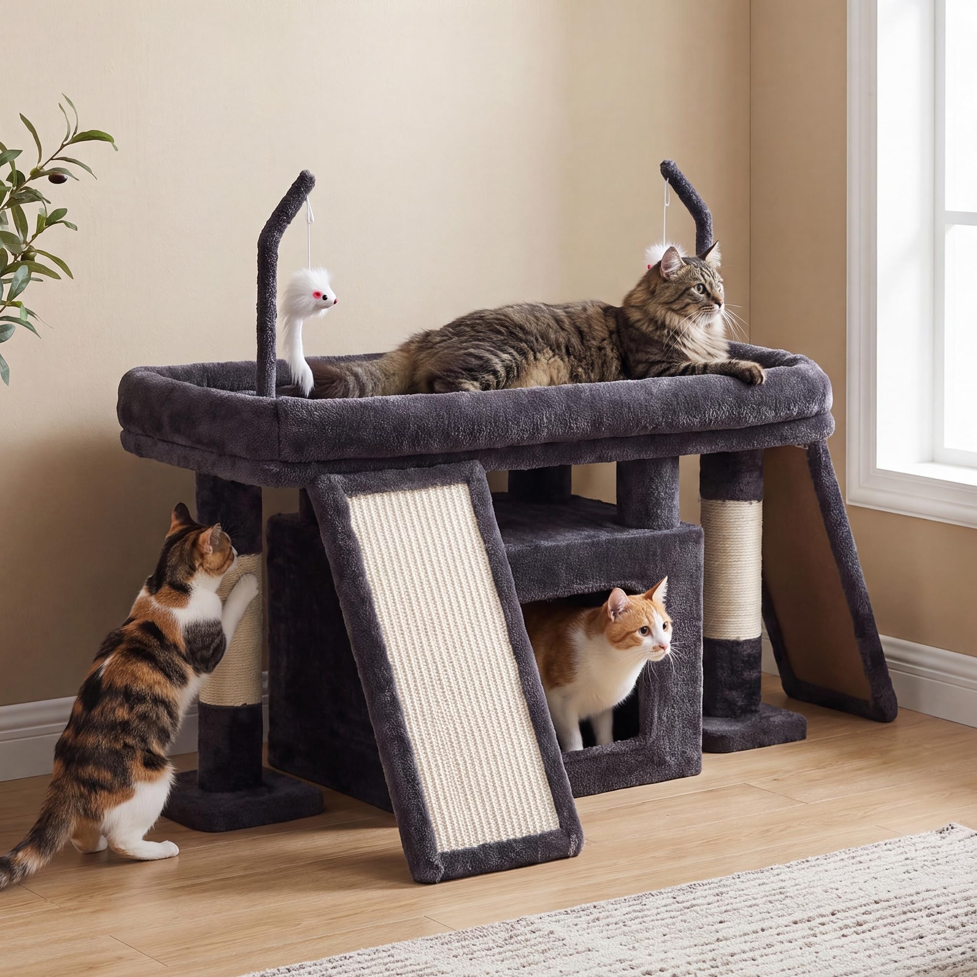 Heybly comparaison taille montrant échelle adaptée aux chats