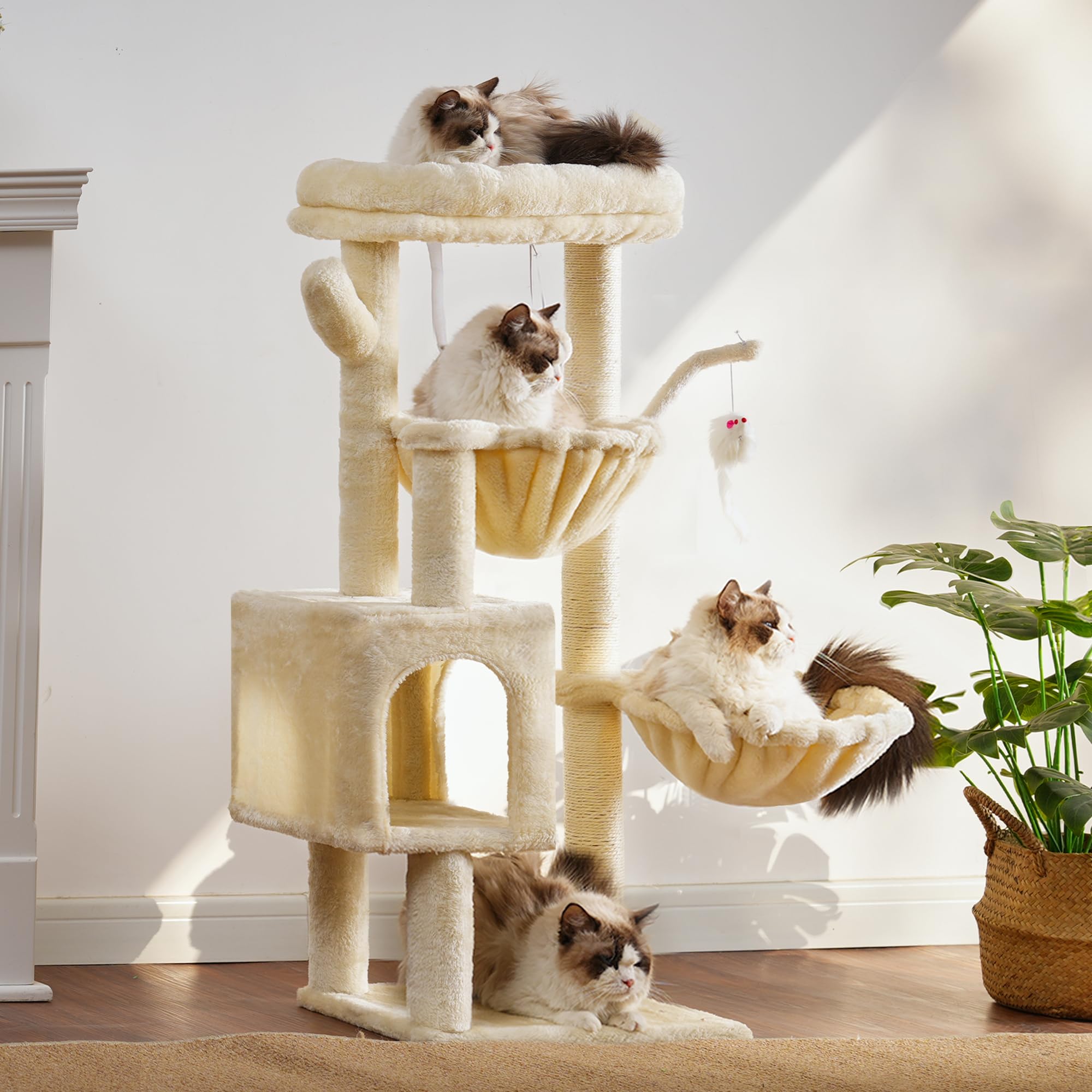 Heybly échelle à côté d'un chat, échelle de taille pour évaluer espace