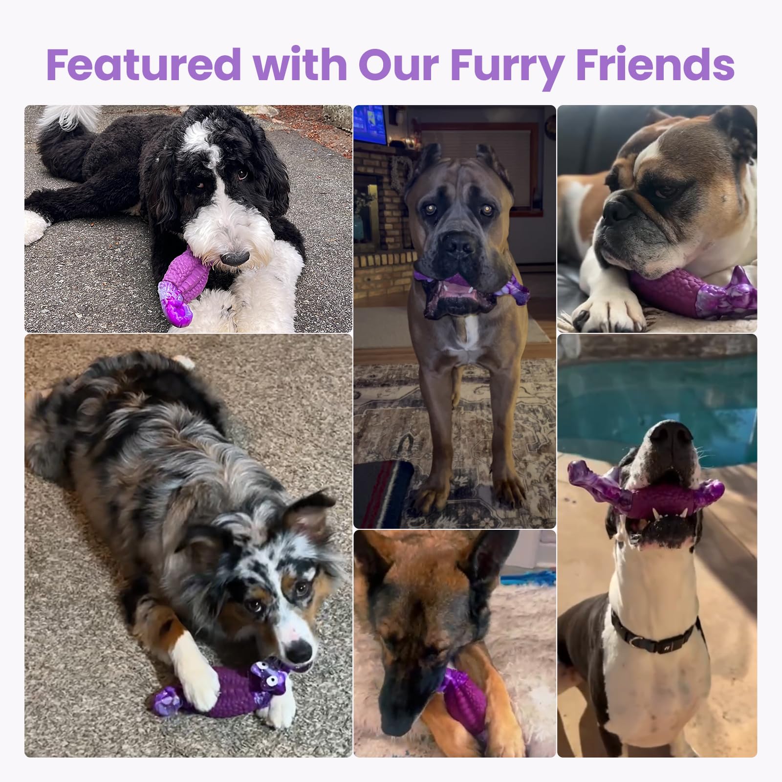 HGB jouet couleur violette visible pour attirer l'attention canine