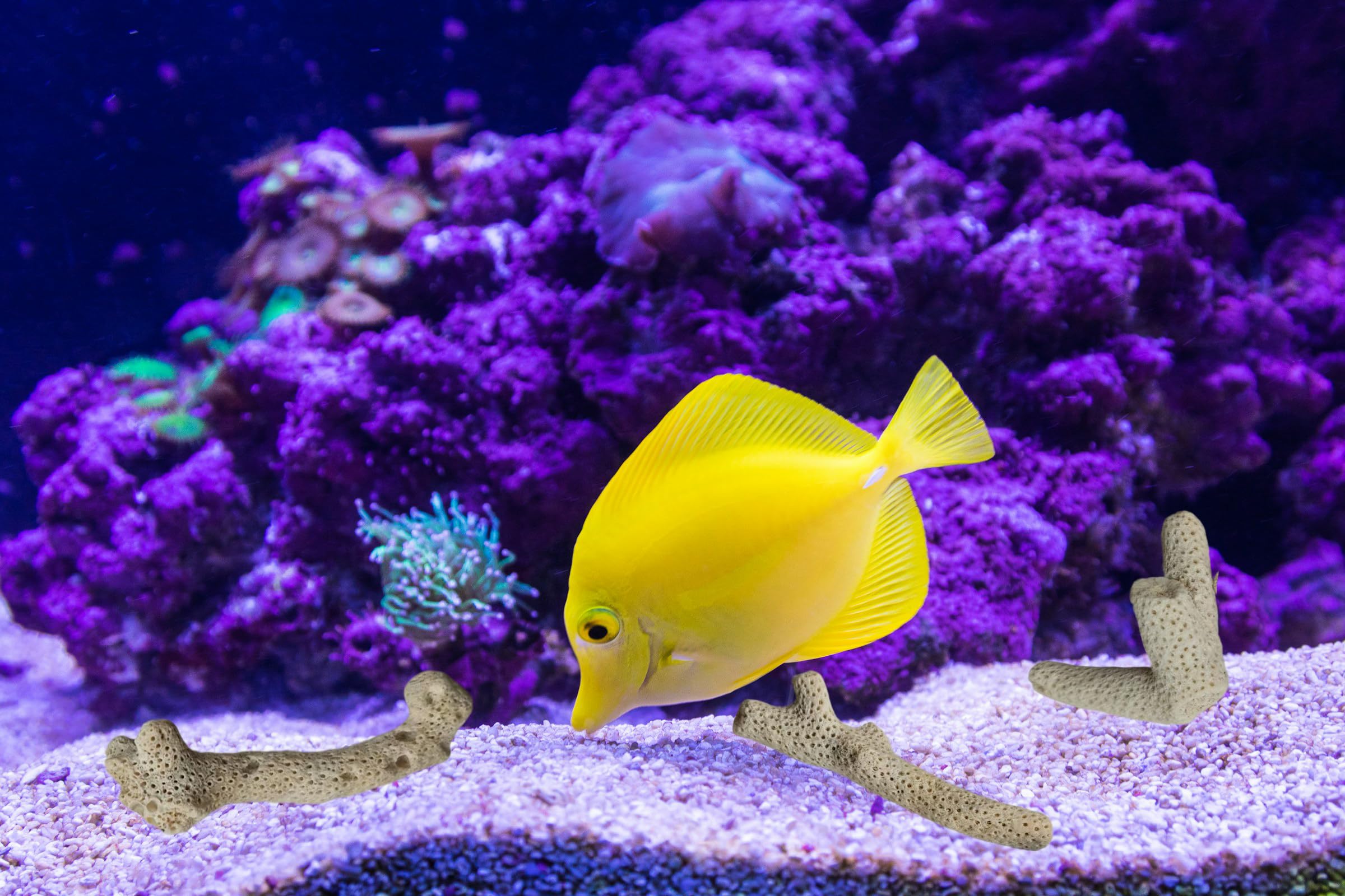 HHCSMDIYOYU corail dans aquarium décoratif pour filtration naturelle et look marin