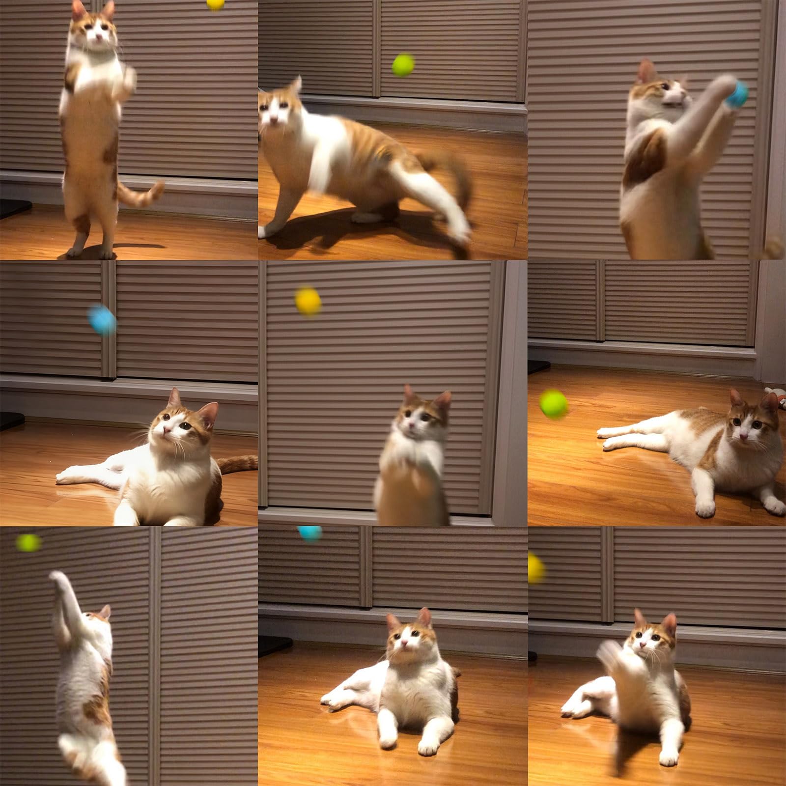 Hi Purr mise en scène salon avec chat jouant pour entraînement intérieur