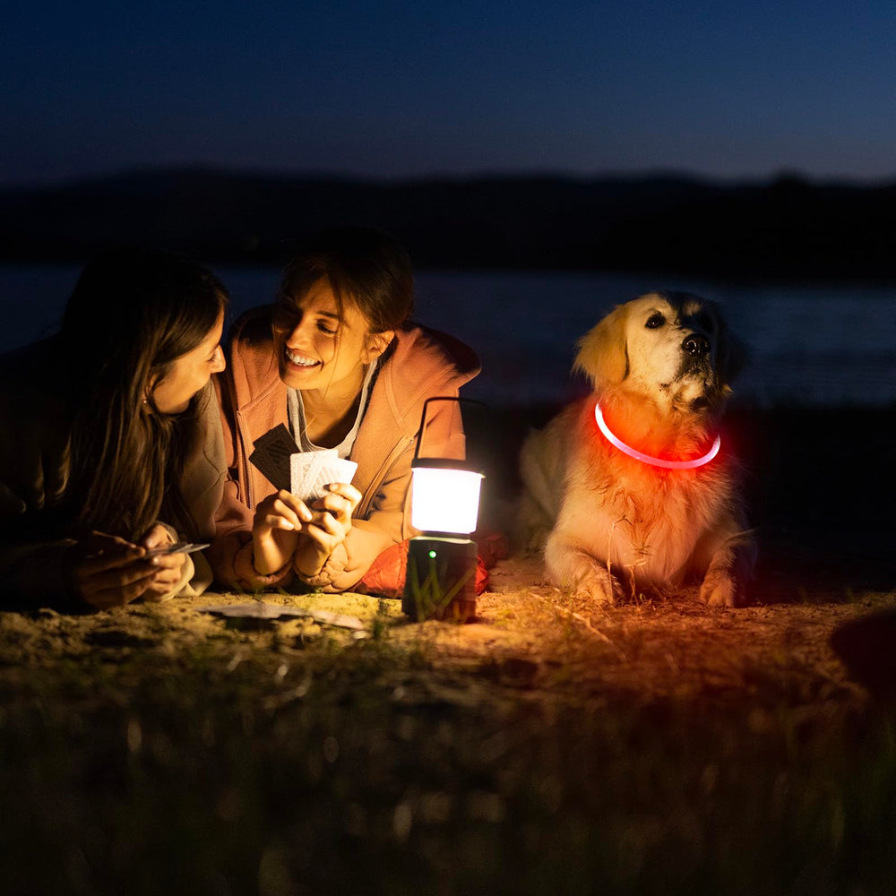 Higo collier LED en promenade lifestyle augmentant la sécurité du chien