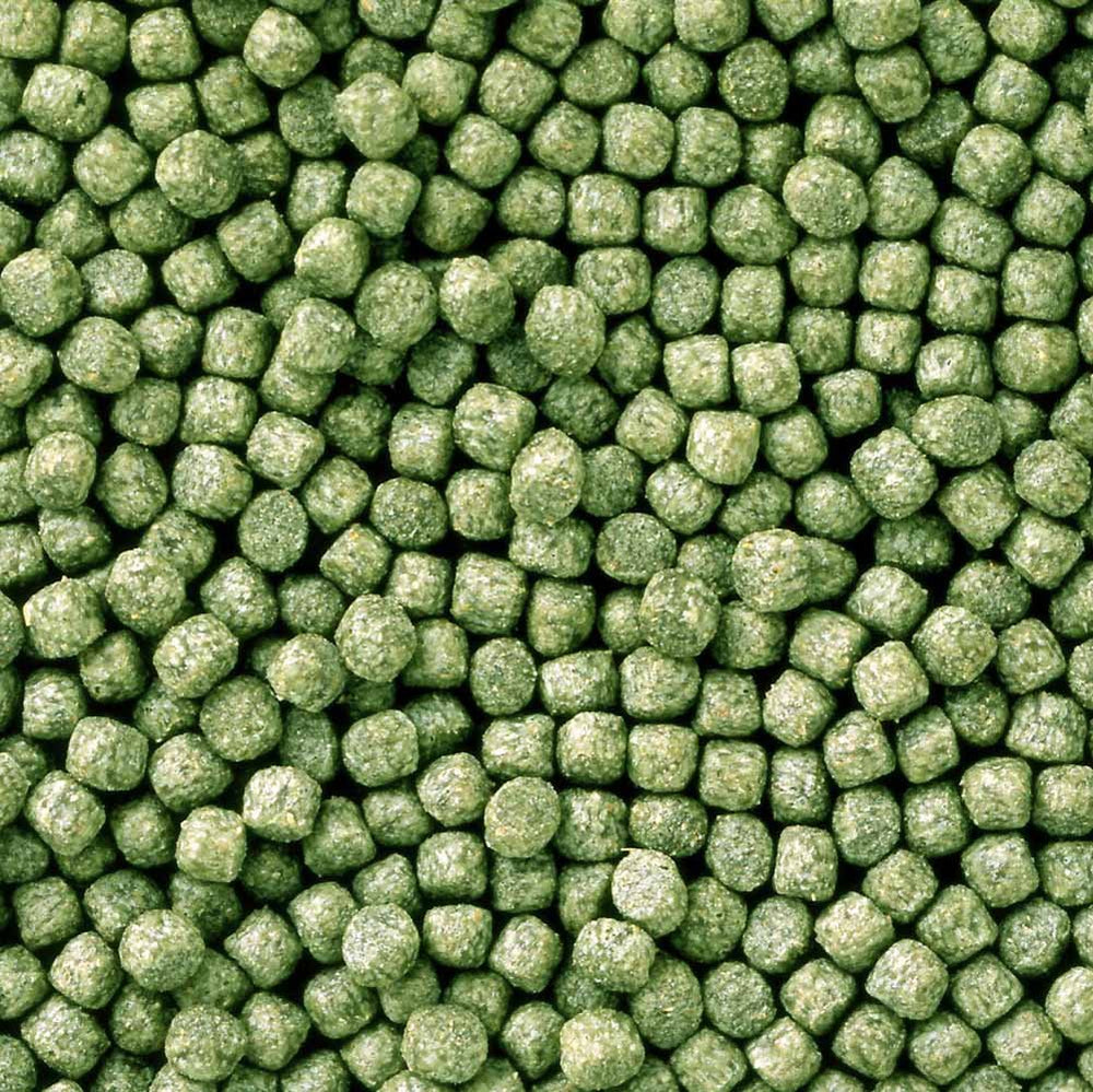 Hikari gros plan des granulés montrant texture et bénéfice absorption facile