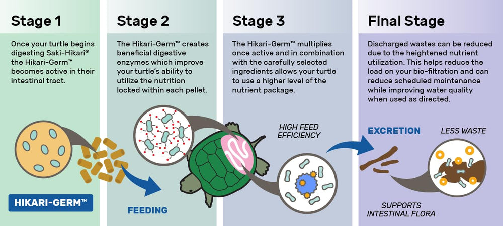 Hikari Saki Turtle tortue consommant sticks montrant appétence et acceptation