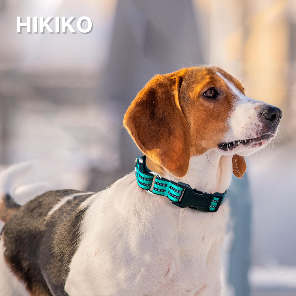 Hikiko collier porté en promenade démontrant contrôle doux et confort du chien