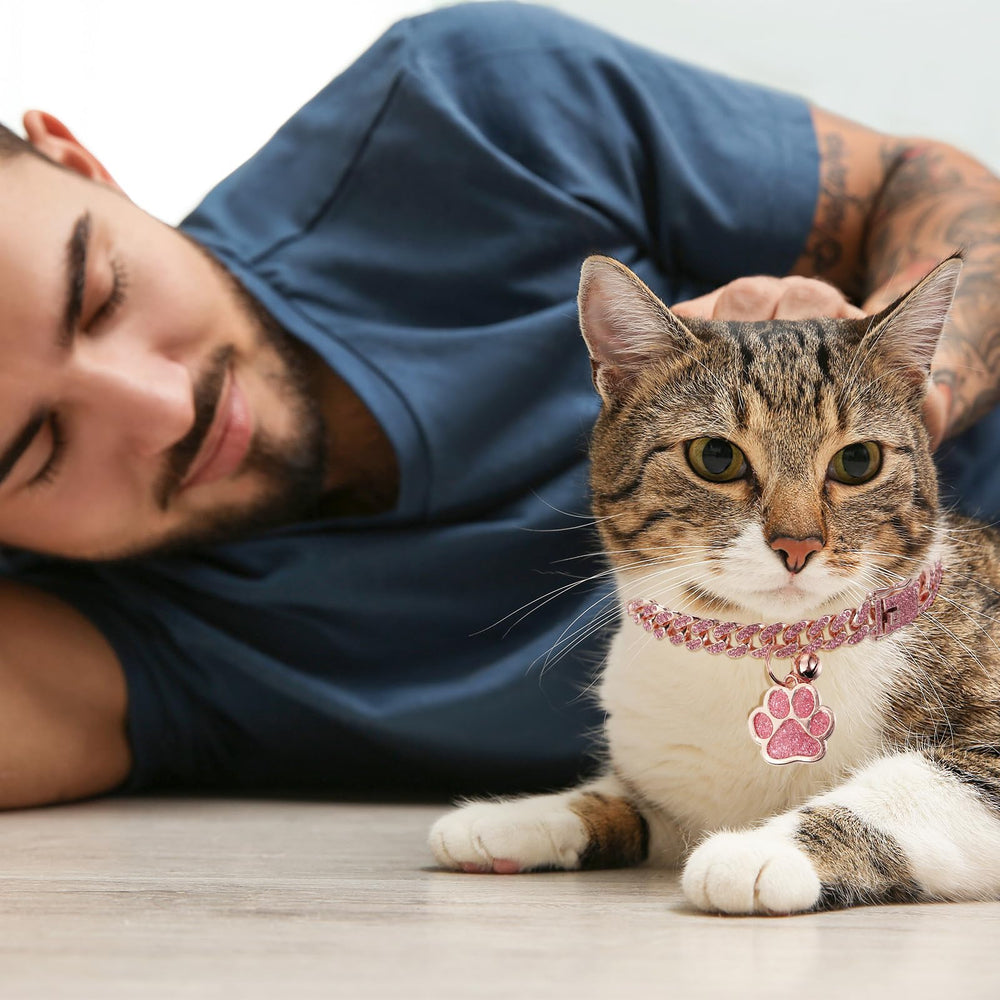 Hillban collier porté par chat en intérieur, look raffiné instantané