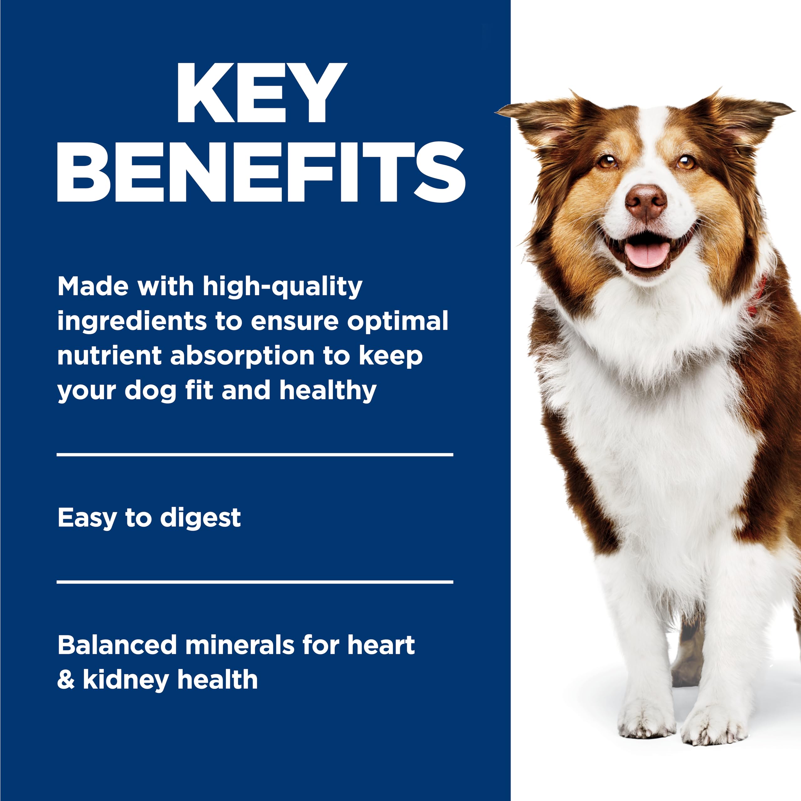 Hill's Science Diet bol servi, favorisant hydratation et appétit
