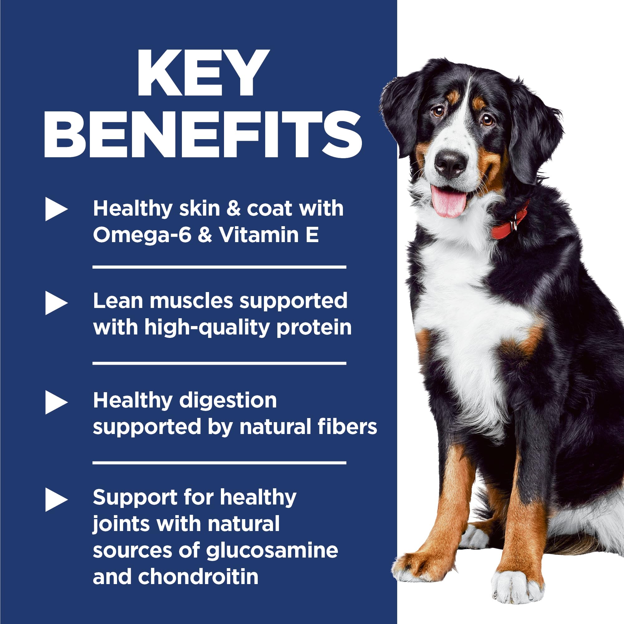 Hill's Science Diet grand chien mangeant, favorise énergie et satiété