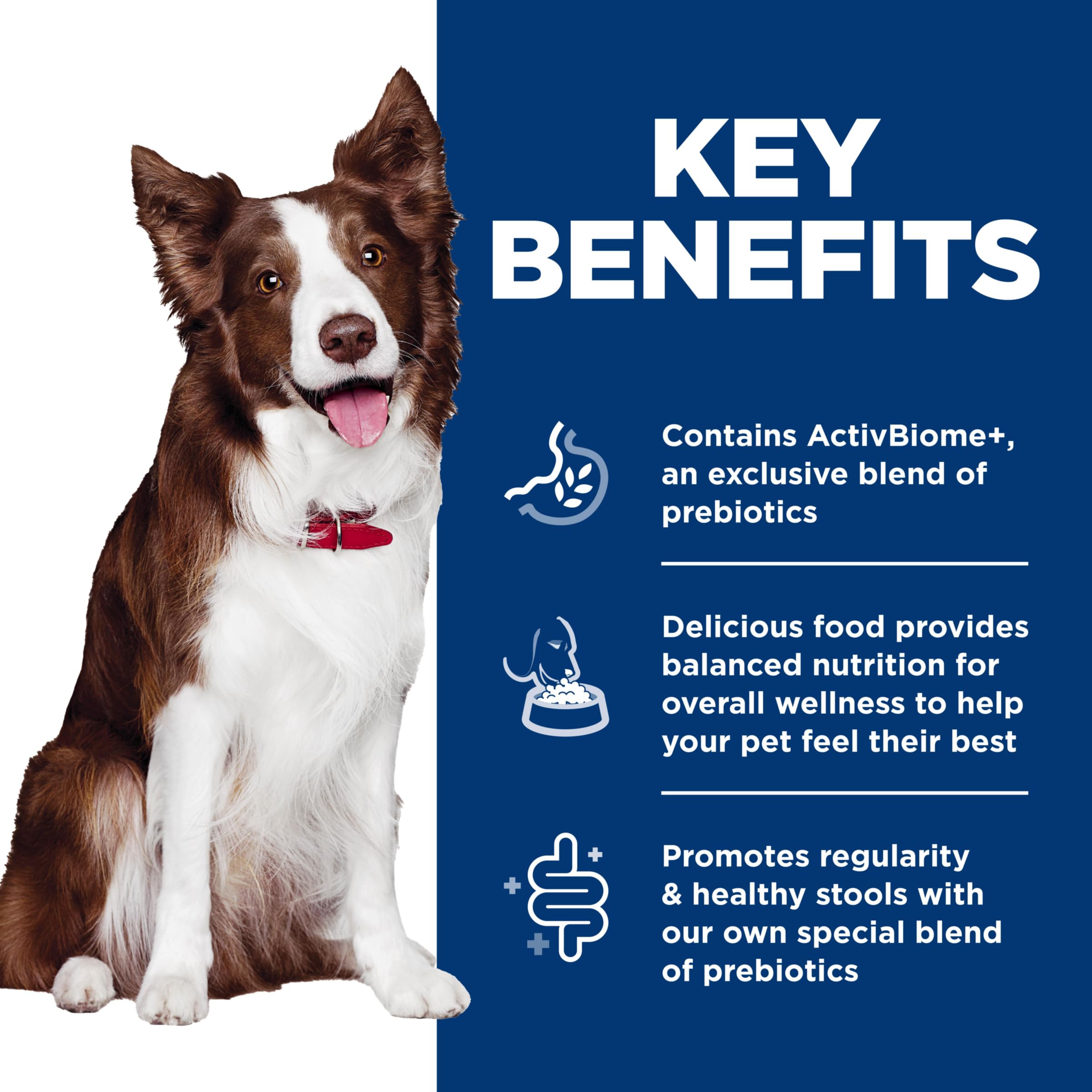Hill's Science Diet bol servi à un chien, illustre appétit et bien‑être