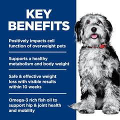 Hill's Science Diet chien en promenade montrant amélioration de la mobilité