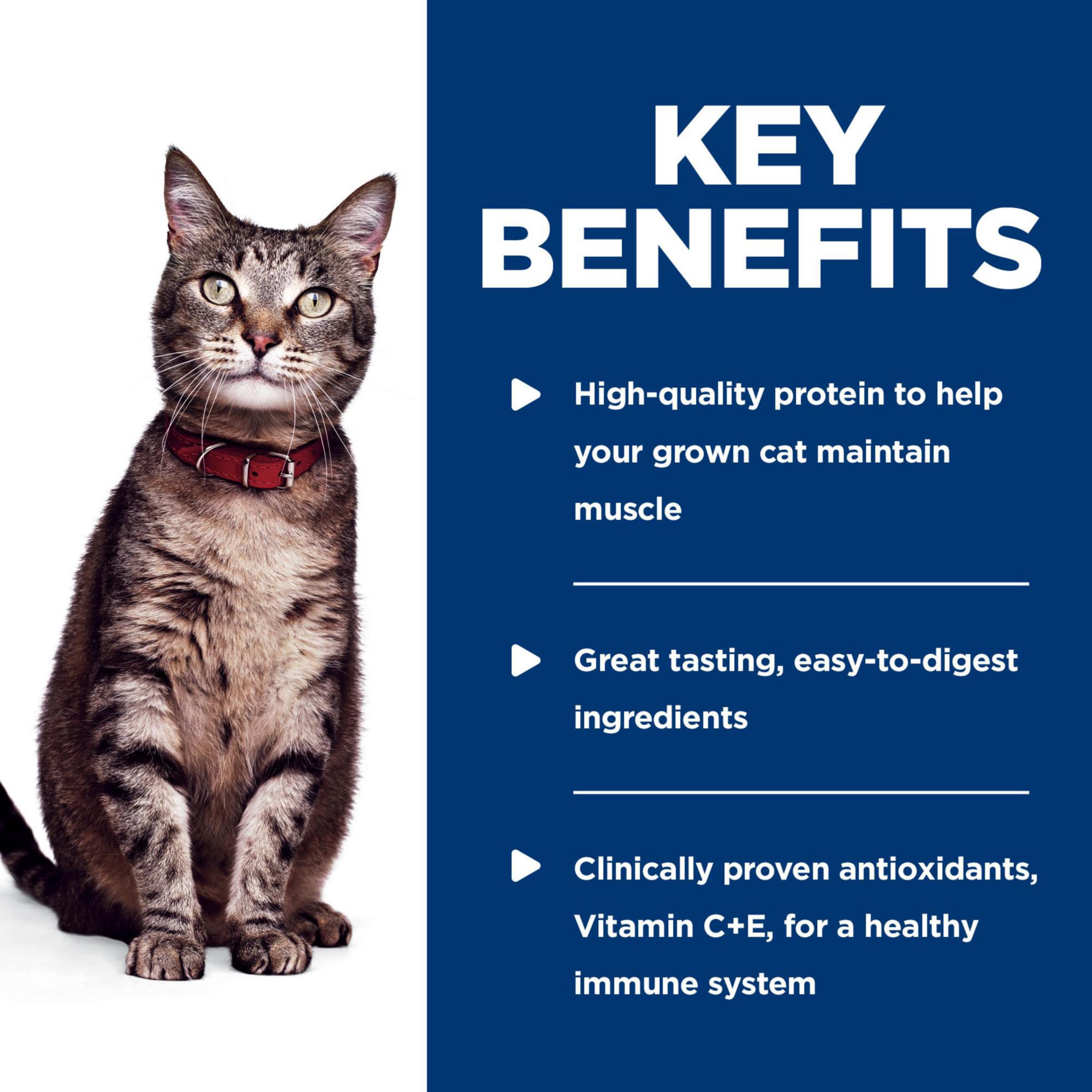 Hill's Science Diet service dans gamelle prêt à être consommé par le chat