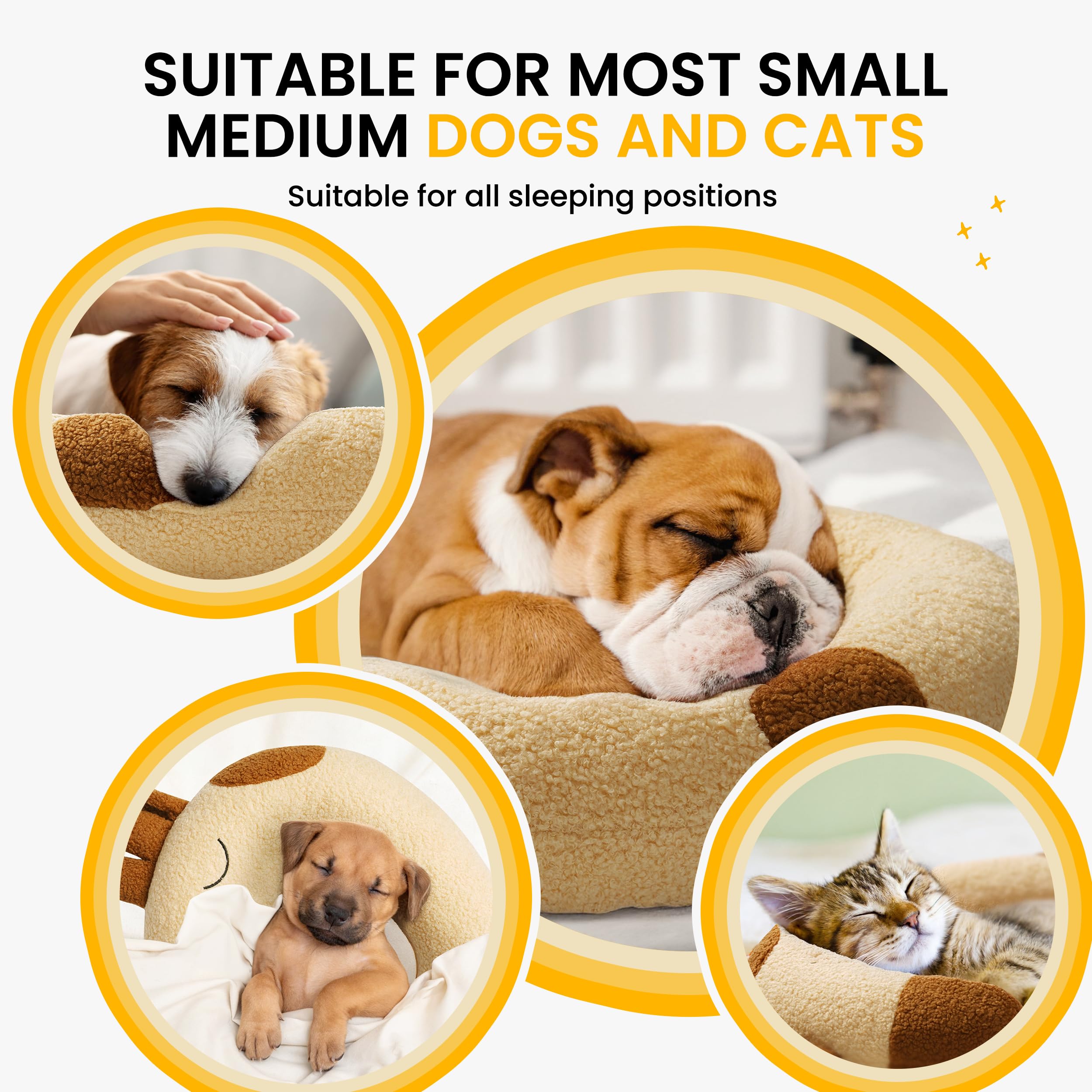 HiPetpy comparatif taille avec chien de taille moyenne pour échelle