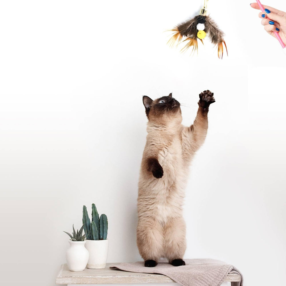 Scène de salon avec un chat jouant à la baguette Hokoad pour stimuler l'activité