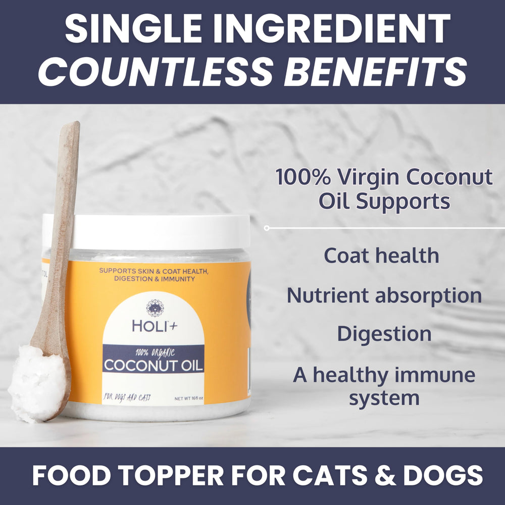 HOLI application d'huile de coco sur patte de chien pour hydrater et protéger