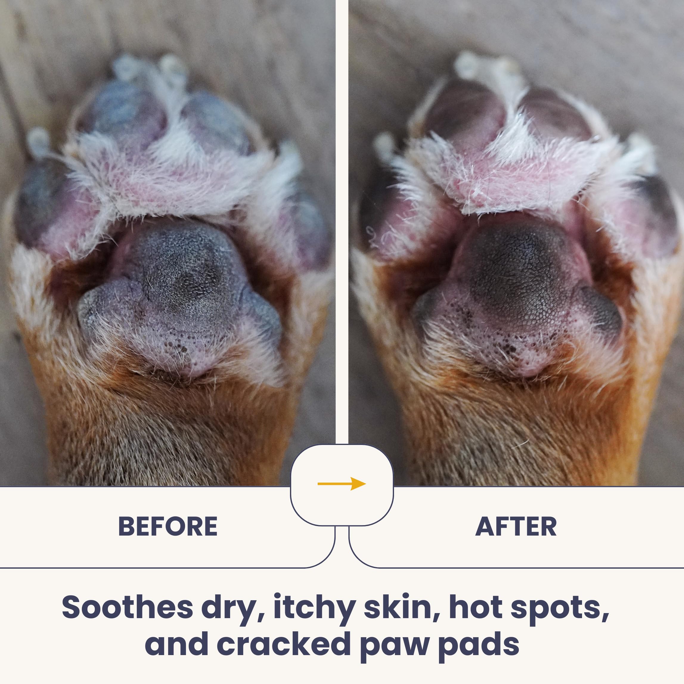 HOLI chien au pelage lustré après utilisation pour améliorer brillance