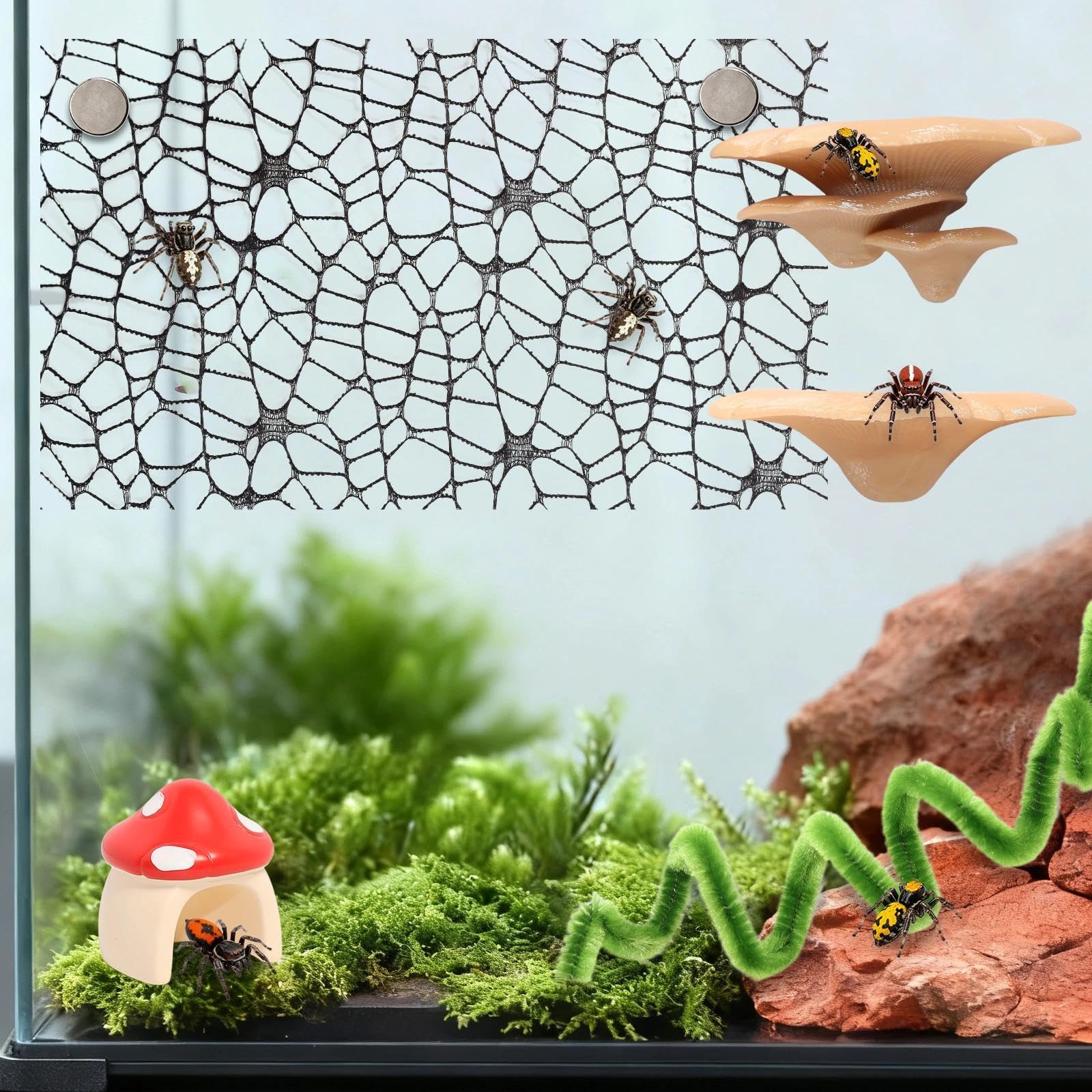 Hollima démonstration dans terrarium montrant composition réaliste et stimulation