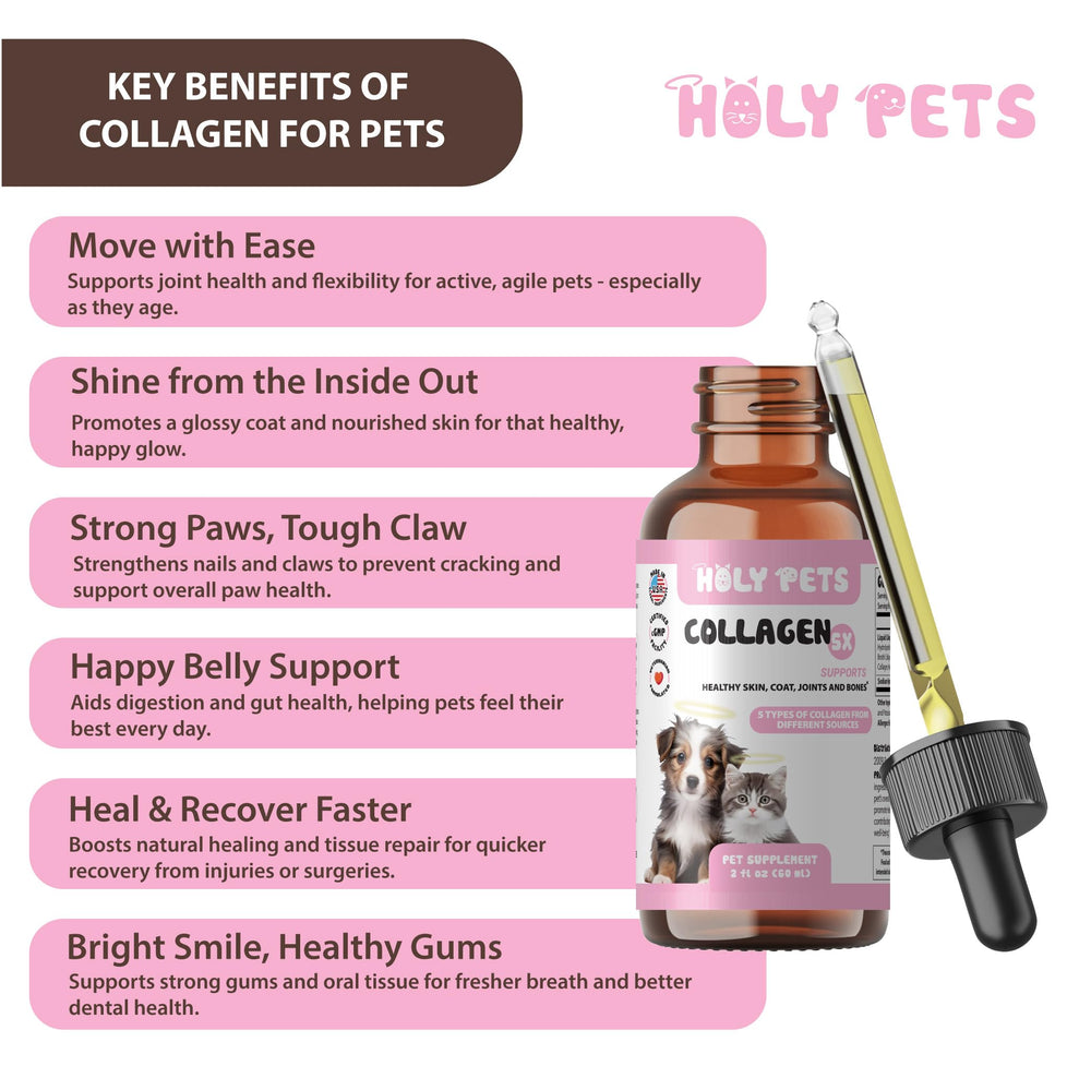 Holy Pets goutte versée sur croquettes montrant appétence accrue