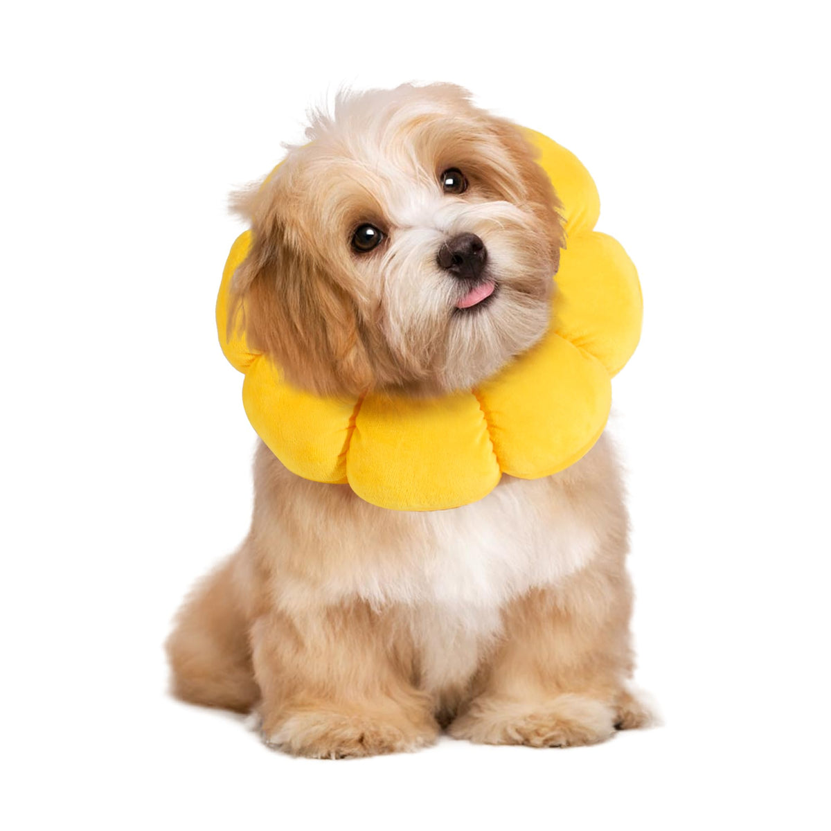 HOMBYS collier fleur vue avant, protection confortable et esthétique
