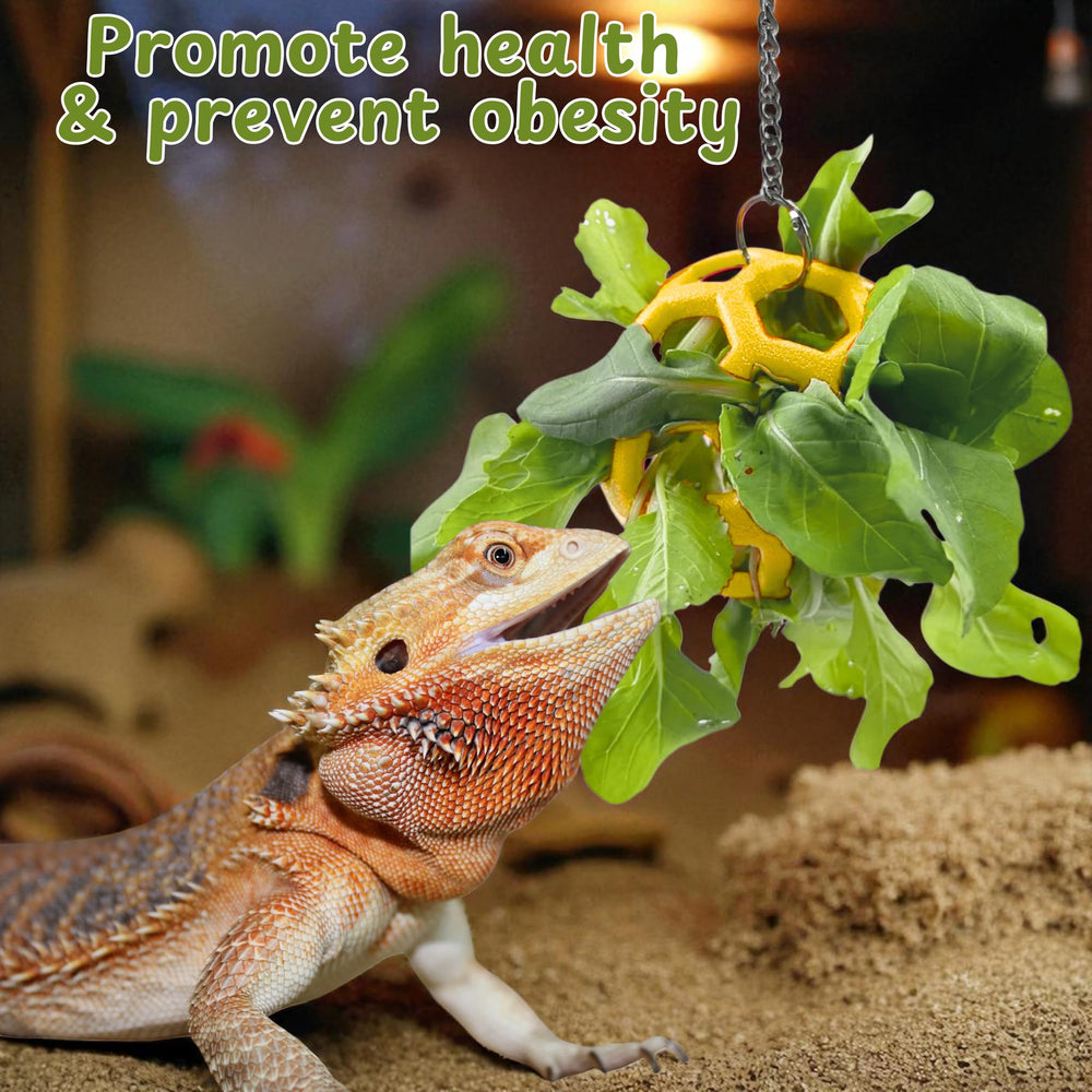 Homedy Crafts dragon barbu grimpant, encourage exercice naturel
