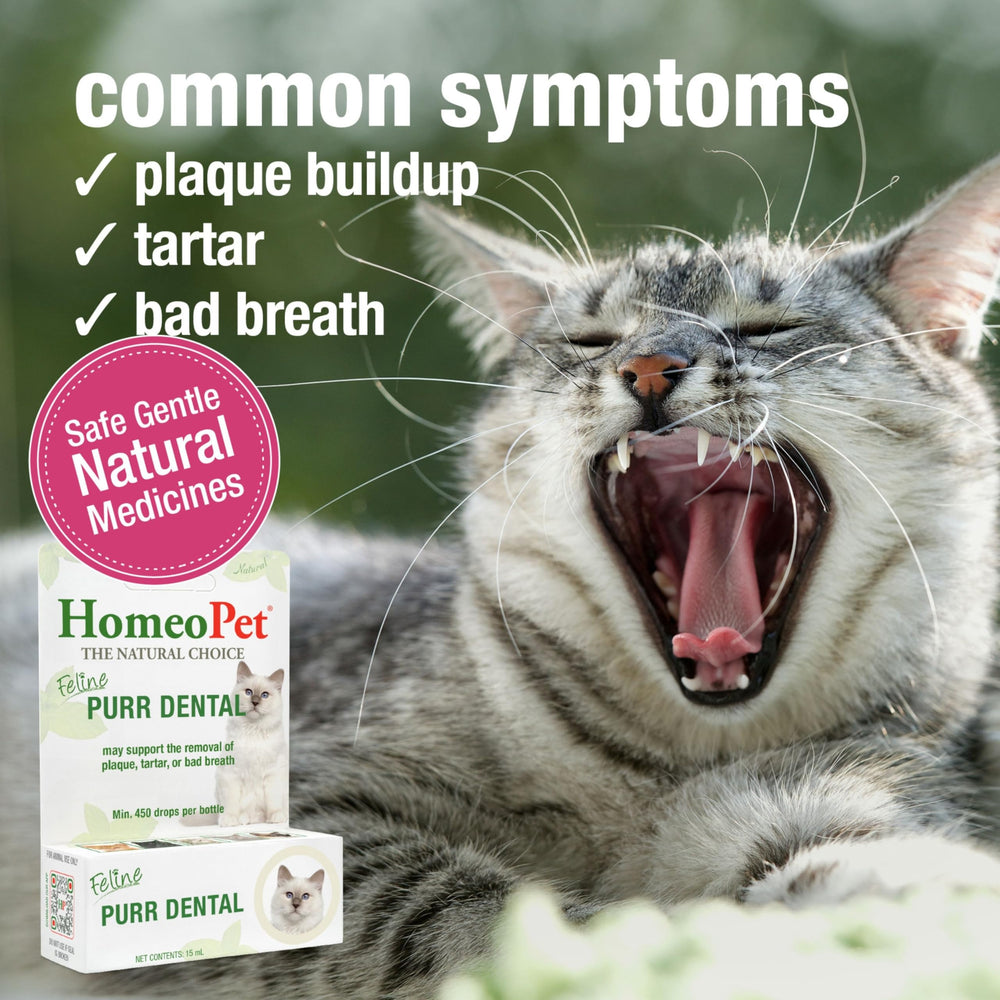 HomeoPet distribution goutte à goutte Feline Purr Dental montrant dosage précis et facilité