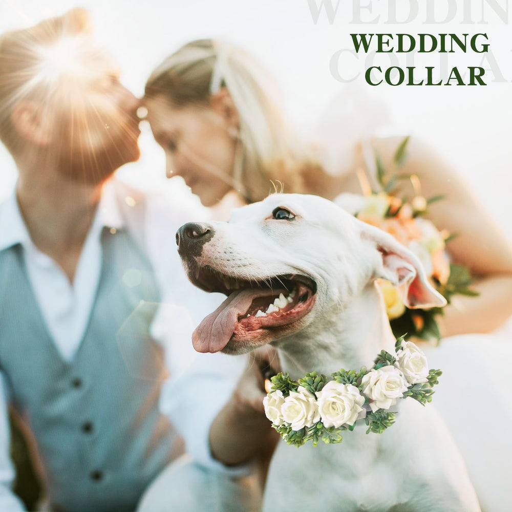 Honoson collier porté par chien petit, rend l'animal photogénique