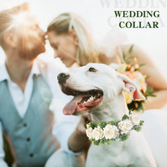 Honoson collier porté par chien petit, rend l'animal photogénique