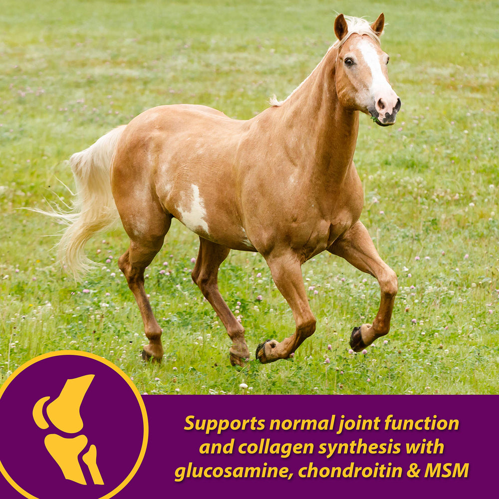 Horse Health étiquette nutritionnelle montrant dosage clair
