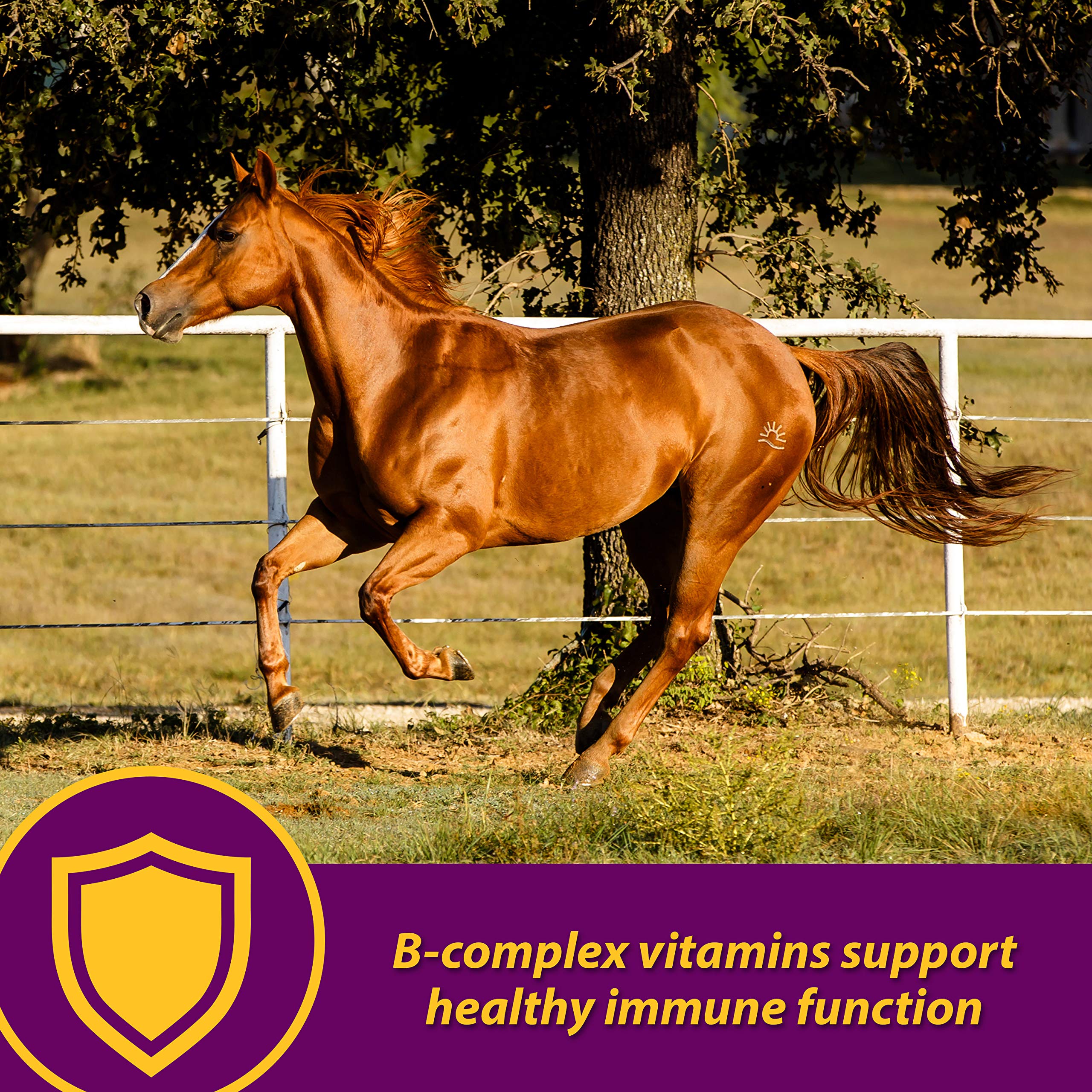 Horse Health Red Cell seringue de dosage illustrant l’administration précise et facile