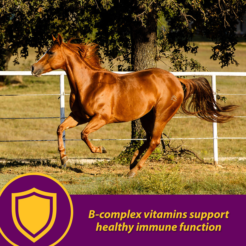 Horse Health Red Cell seringue de dosage illustrant l’administration précise et facile