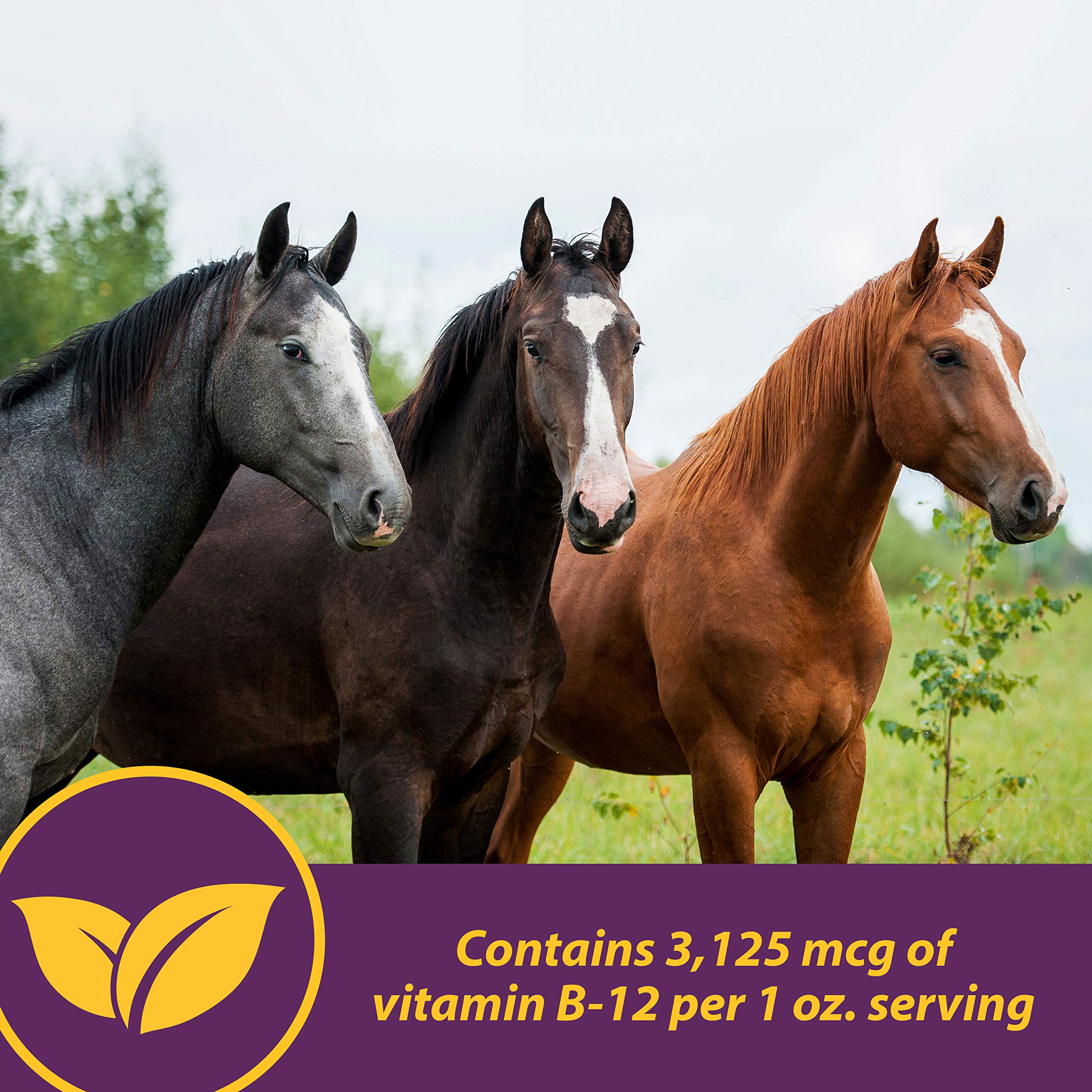 Horse Health mélange au foin dans une mangeoire, réduit le tri alimentaire