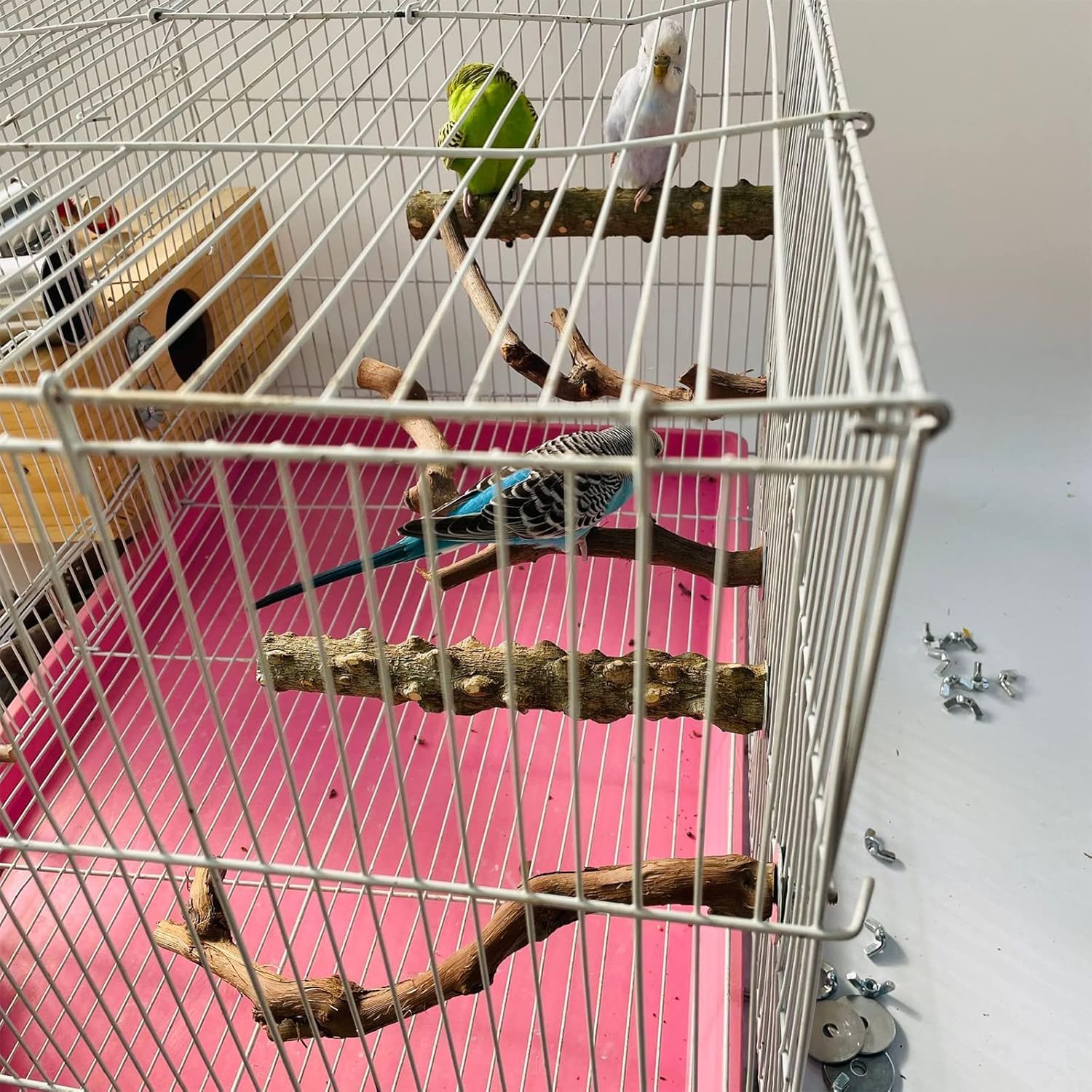 HOSUKKO mise en scène dans une cage, rend l'environnement plus naturel