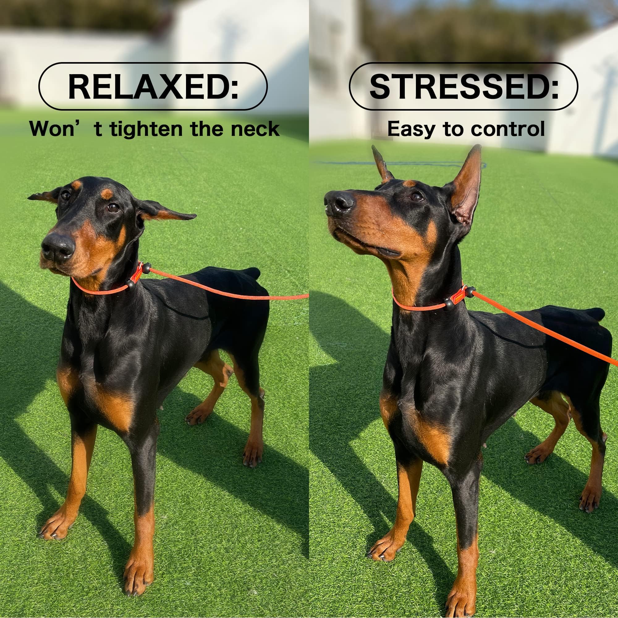 HowGo laisse en usage pendant une promenade urbaine démontrant retenue rapide proche du chien
